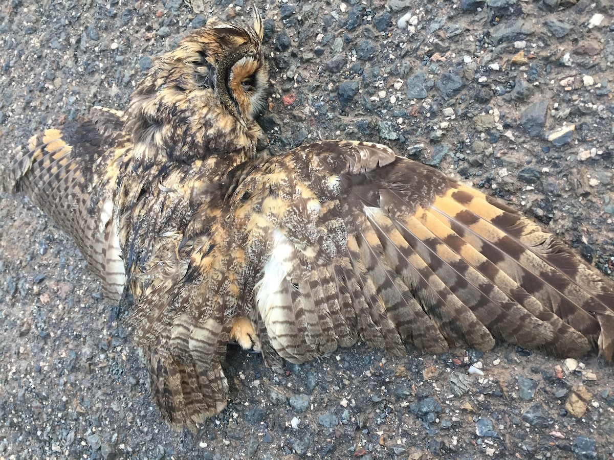 Long-eared Owl - ML467313211