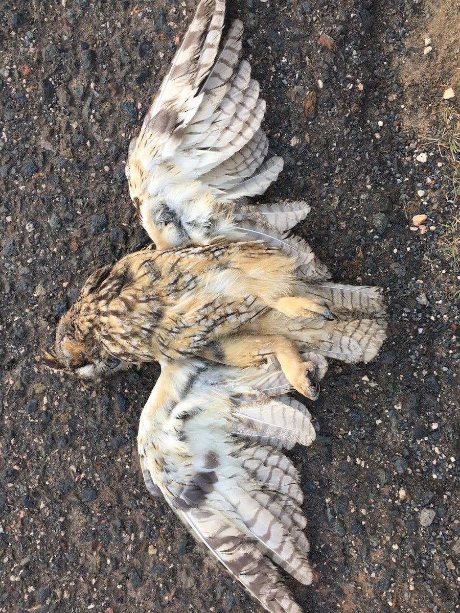 Long-eared Owl - ML467313221
