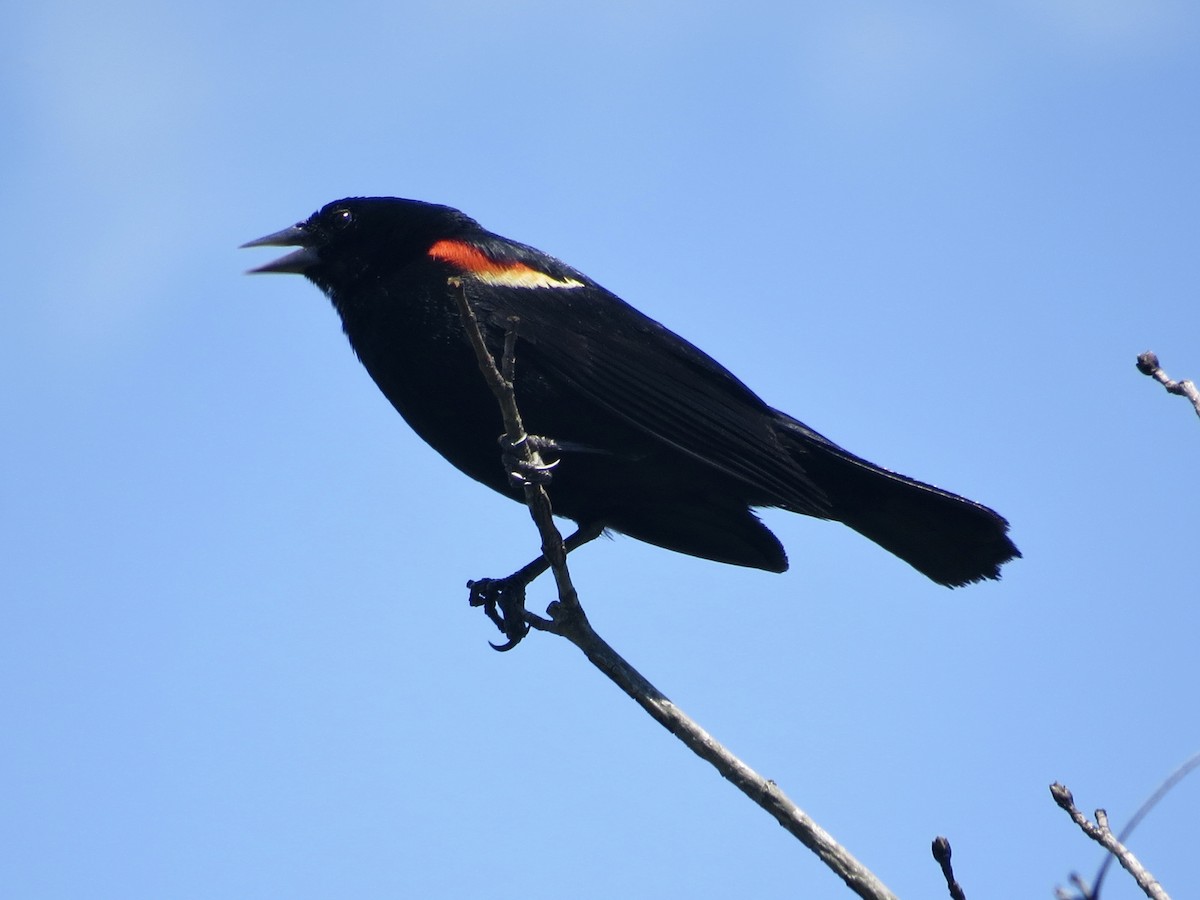 Red-winged Blackbird - ML467315021