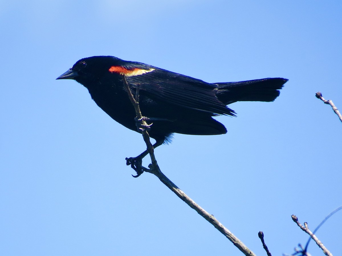 Red-winged Blackbird - ML467315051