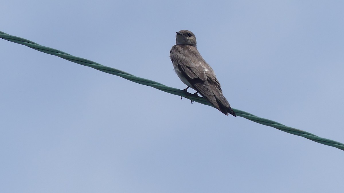 Northern Rough-winged Swallow - Leslie Sours