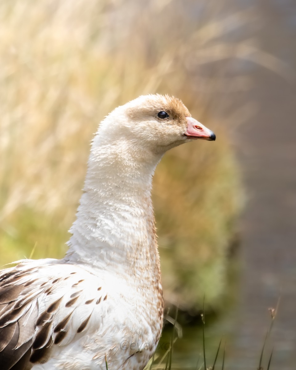 Andean Goose - ML467333451