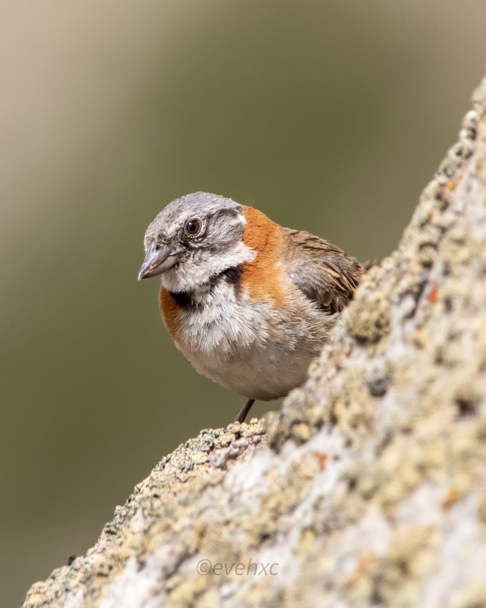 Rufous-collared Sparrow - ML467333961