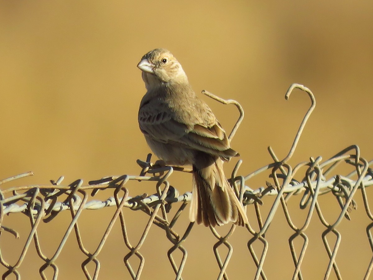 Black-crowned Sparrow-Lark - ML46734041