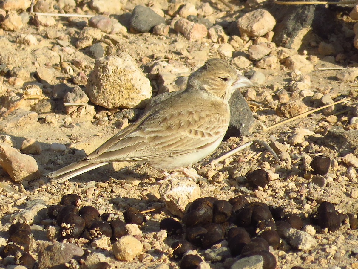 Black-crowned Sparrow-Lark - ML46734051
