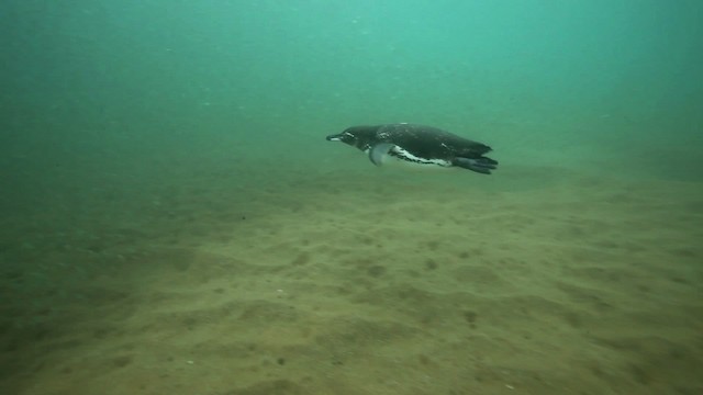 Pingüino de Galápagos - ML467351