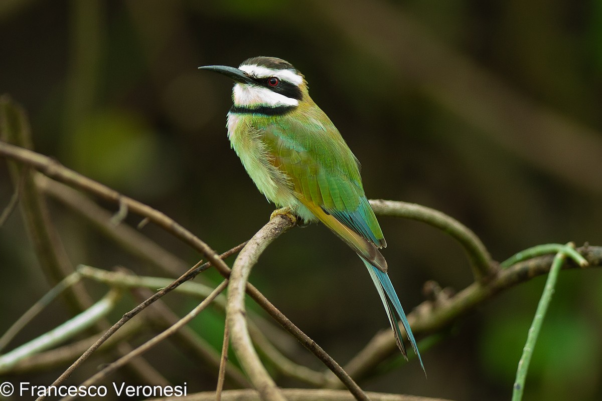 White-throated Bee-eater - Francesco Veronesi