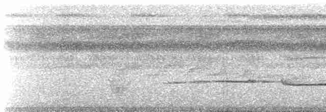 Дереволаз-довгохвіст великий [група pallida] - ML467351681