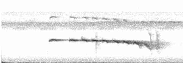 Rotschwanz-Ameisenvogel (hemimelaena) - ML467352801