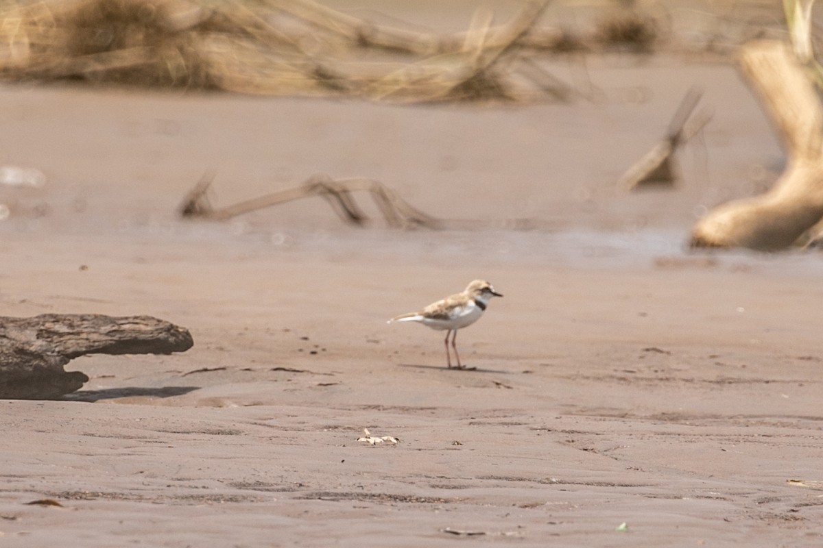 Collared Plover - ML467354581
