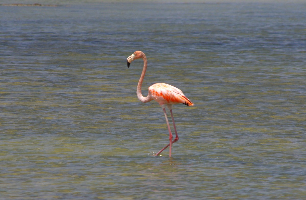 American Flamingo - Rafael Szamocki