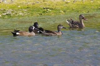 Blue-winged Teal, ML467355251