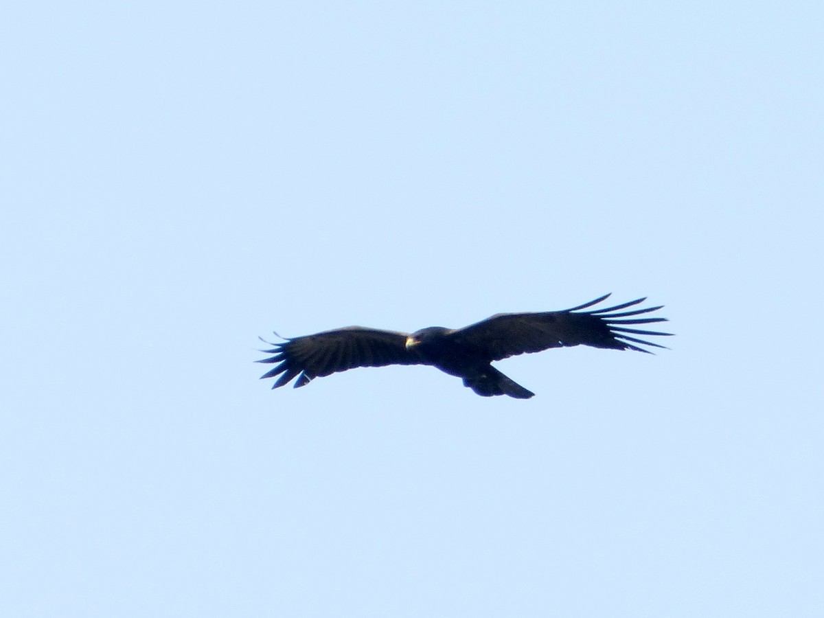 Black Eagle - ML46735641