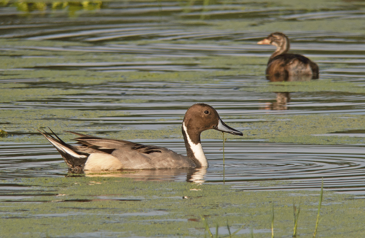 Northern Pintail - Dave Bakewell