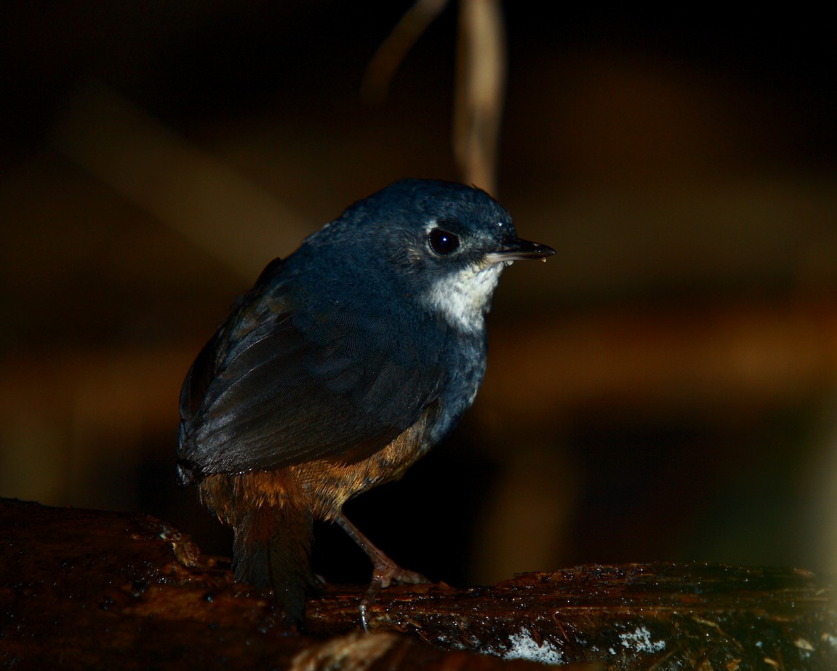 White-breasted Tapaculo - ML467359061
