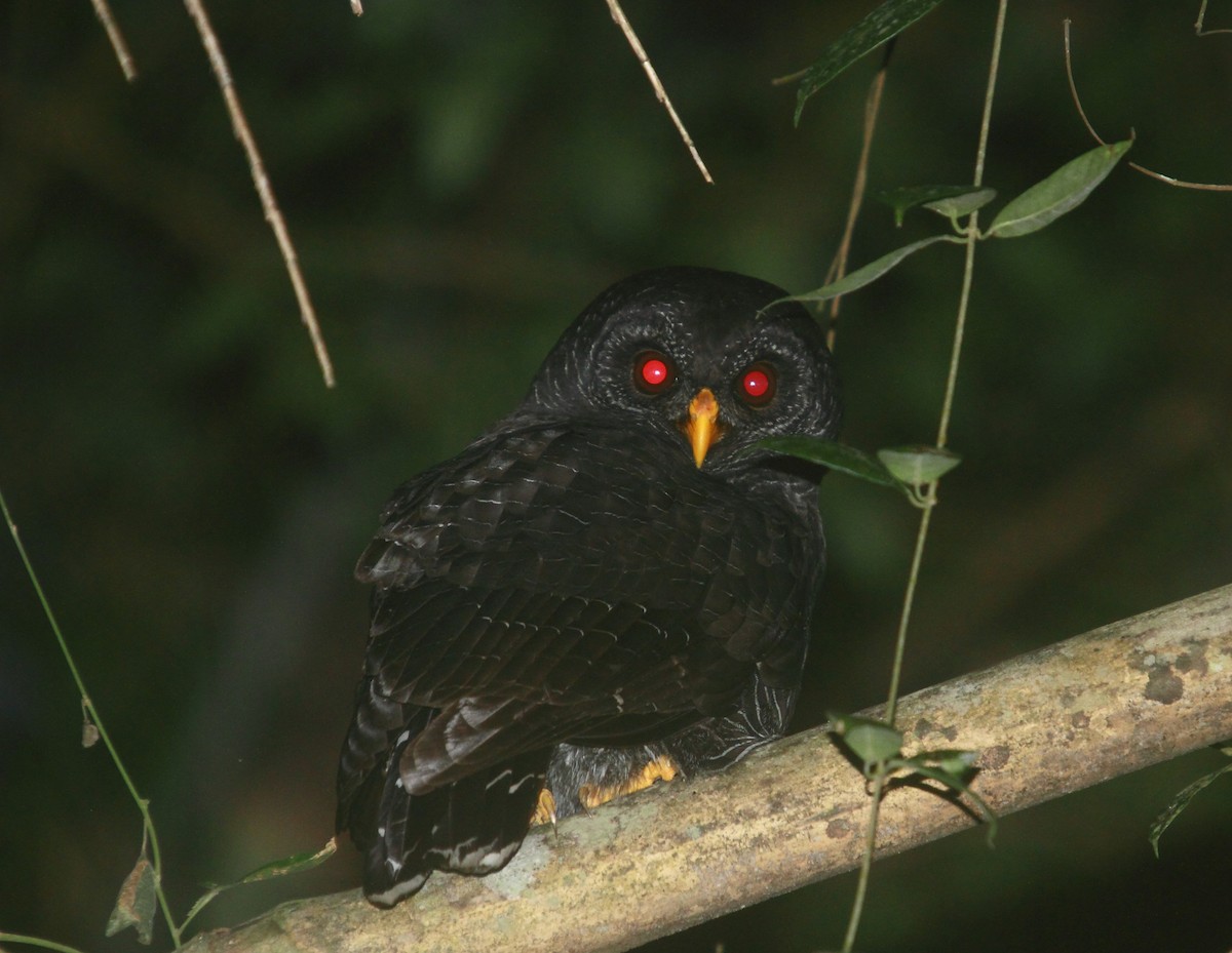 Black-banded Owl - Rodrigo Dela Rosa