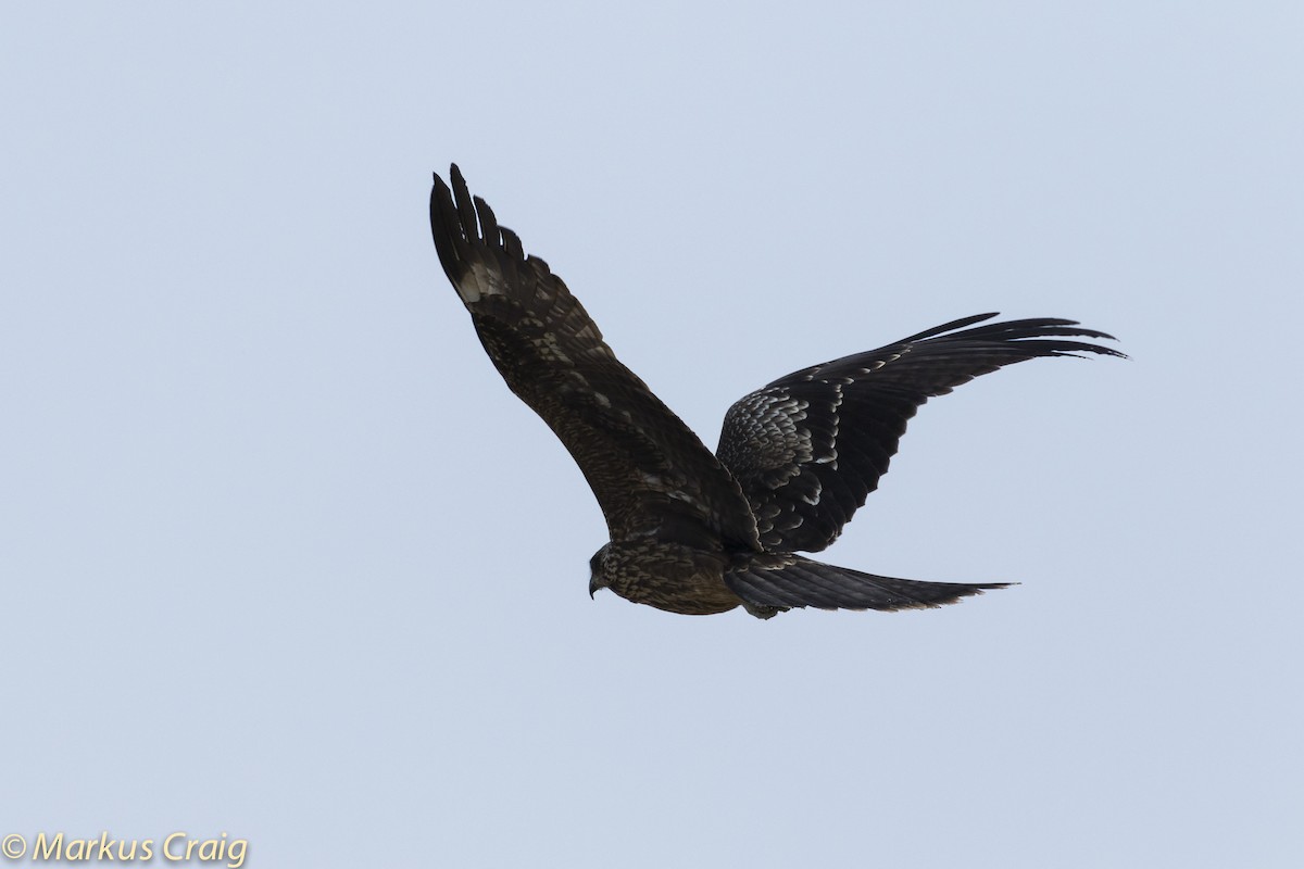 Black Kite (Black) - ML46736131