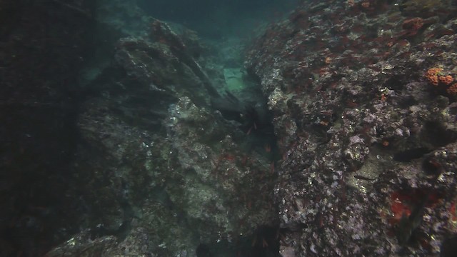 Galapagos Sea Lion - ML467362