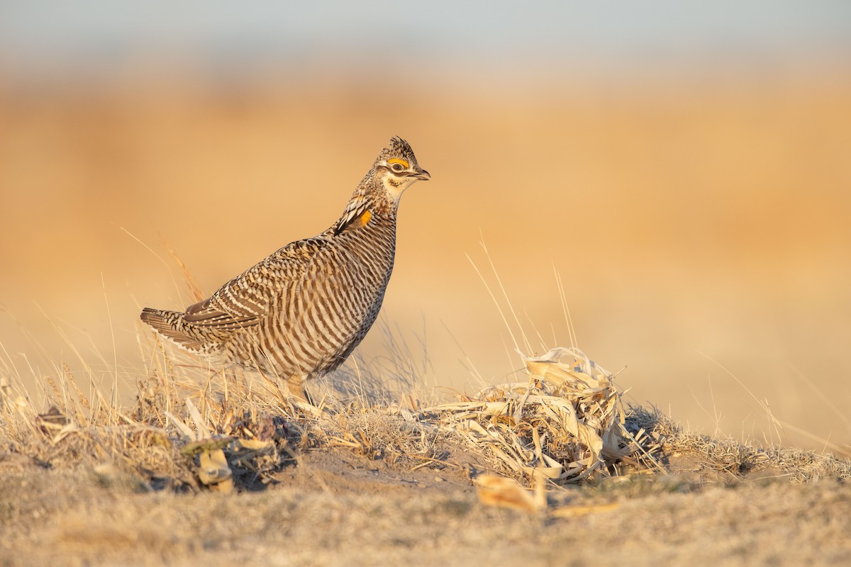 Greater Prairie-Chicken - Dorian Anderson