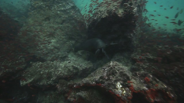 Galapagos Sea Lion - ML467364