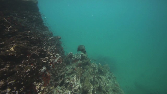 Galapagos Sea Lion - ML467365