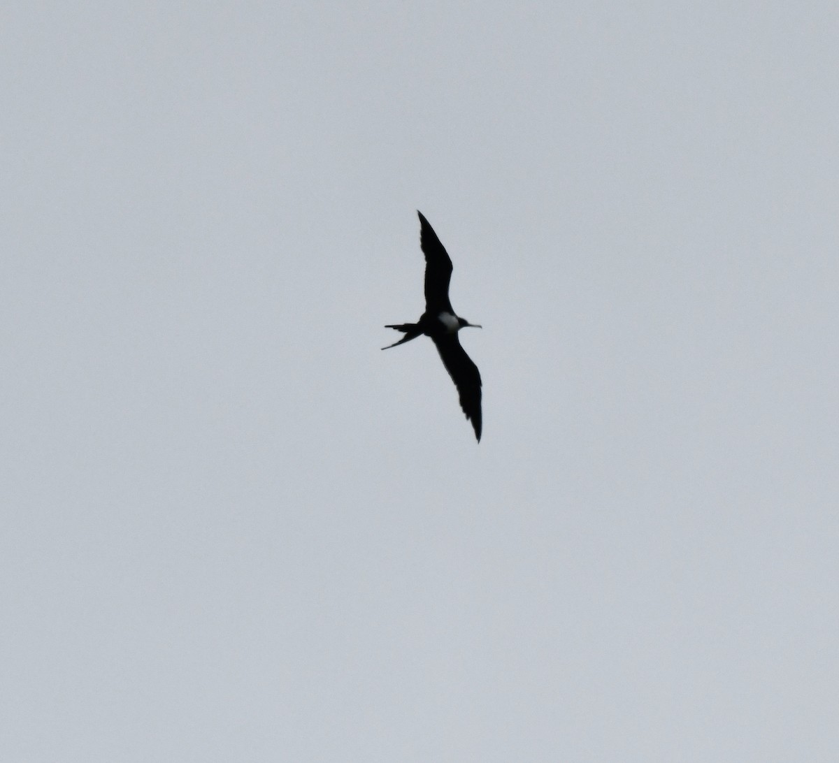 Great Frigatebird - ML467367591