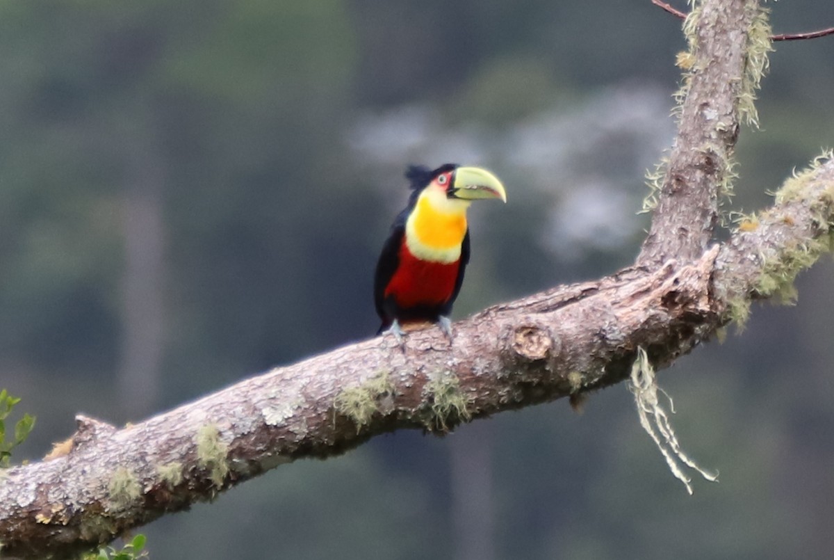 Red-breasted Toucan - ML467368331