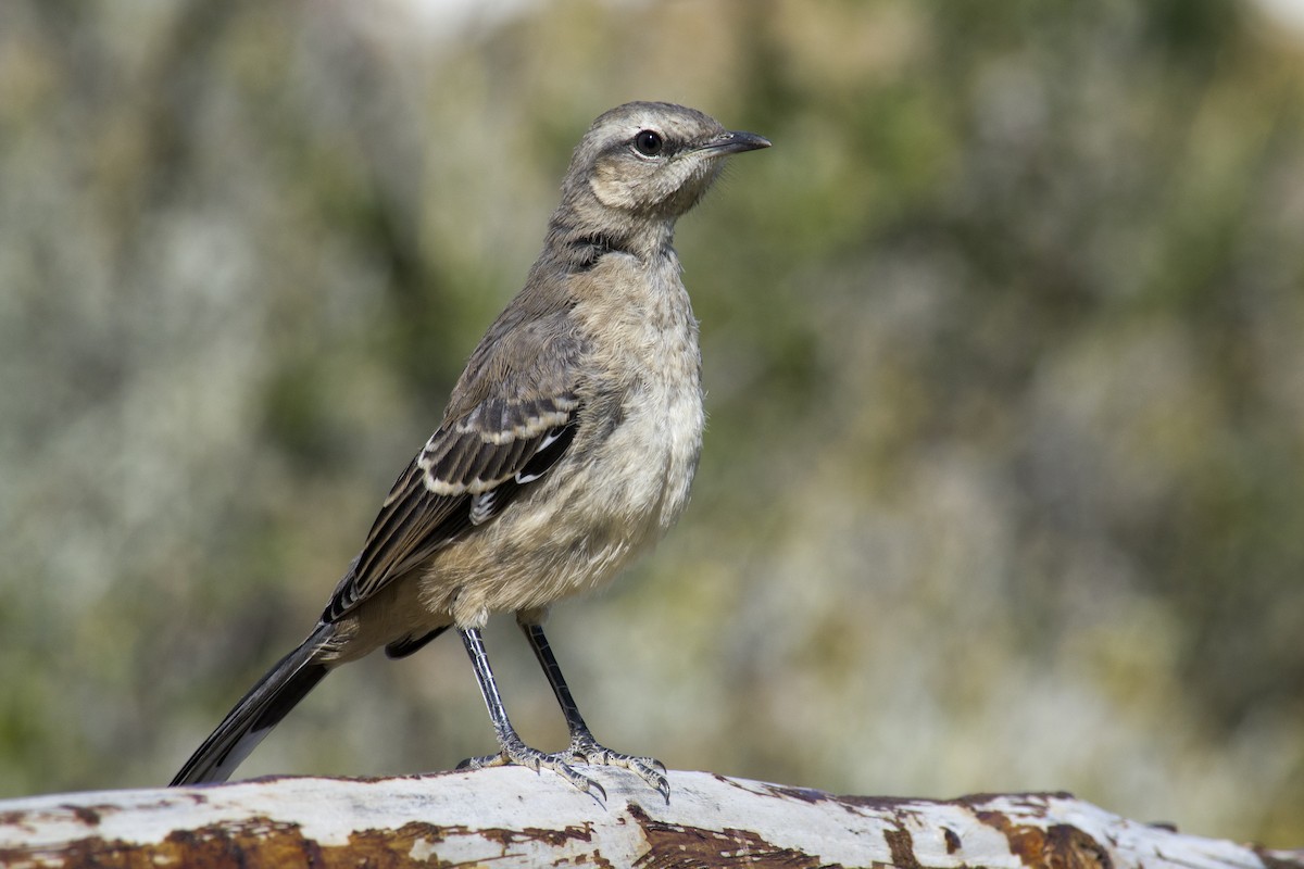 Patagonian Mockingbird - ML46736881