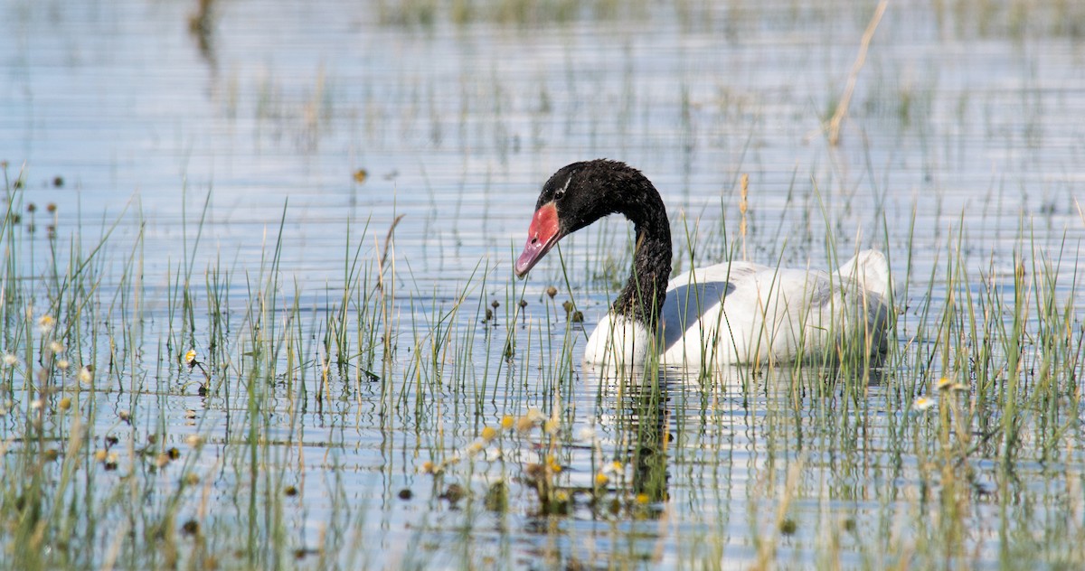 Black-necked Swan - Mariano  Ordoñez