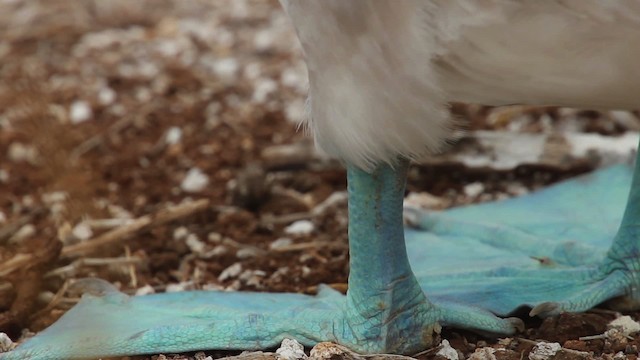 Blue-footed Booby - ML467370