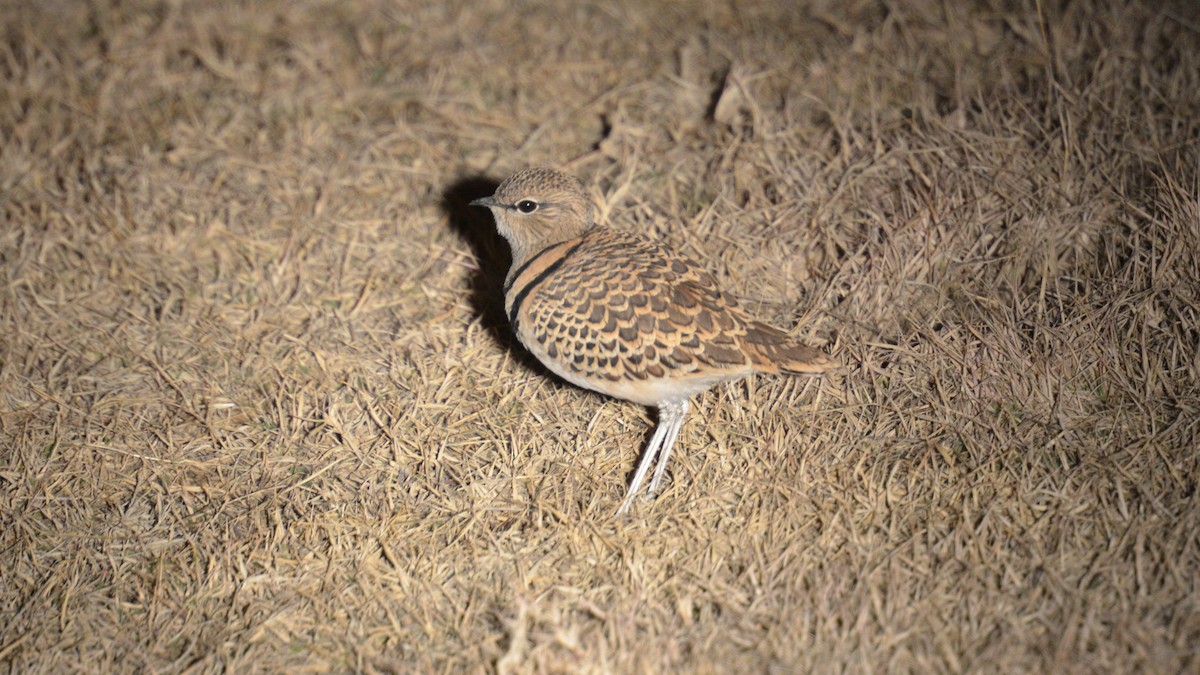 Double-banded Courser - ML467370311