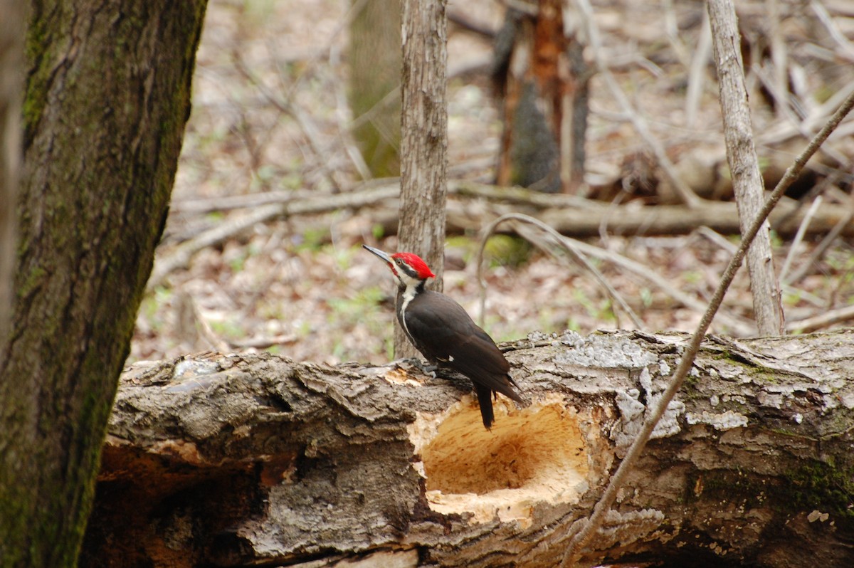 Pileated Woodpecker - ML46737191