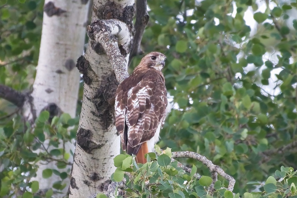Red-tailed Hawk - ML467373951