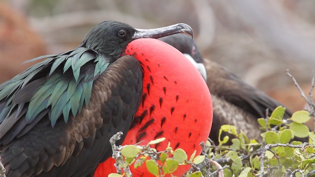  - Great Frigatebird