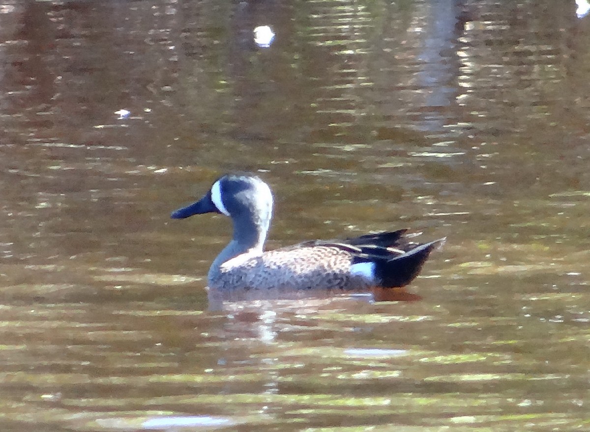 Blue-winged Teal - ML46737781