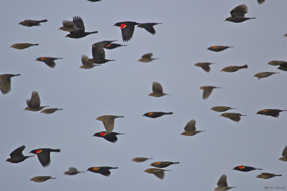 Red-winged Blackbird - Brian Lowry