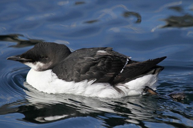 Thick-billed Murre - ML46739511