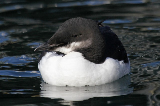 Thick-billed Murre - ML46739521