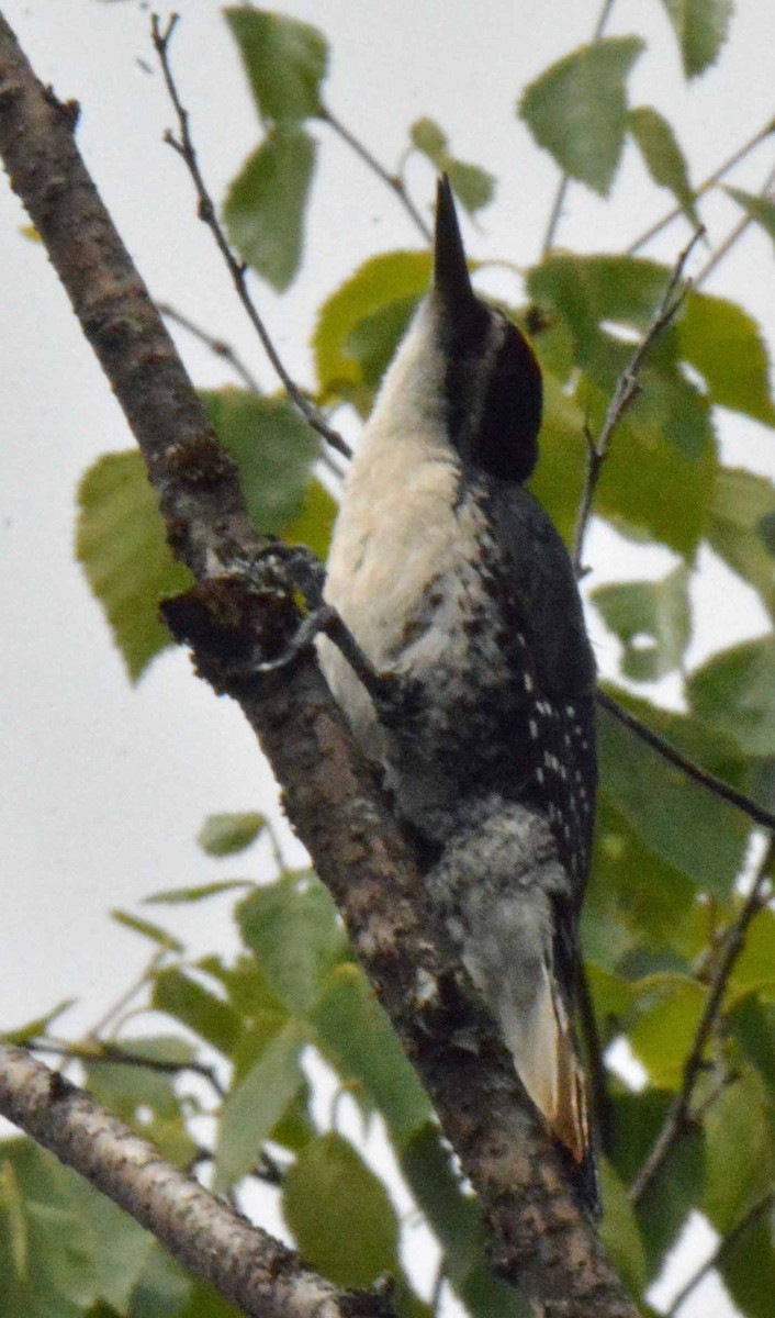 Black-backed Woodpecker - ML467396341
