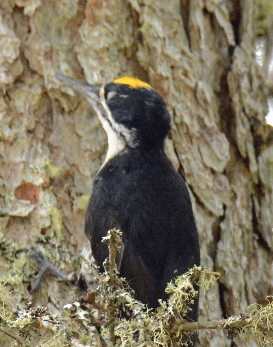 Black-backed Woodpecker - ML467396351