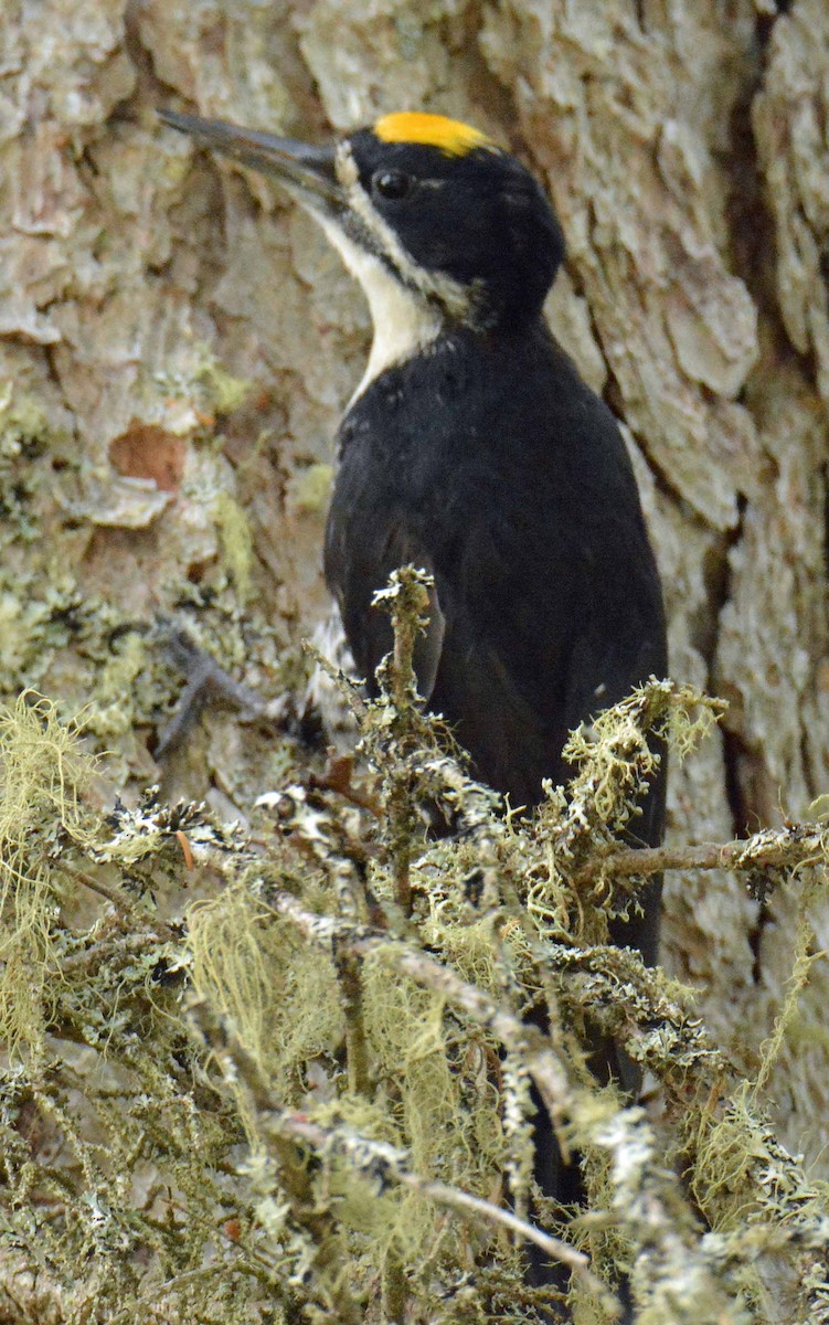 Black-backed Woodpecker - ML467396361