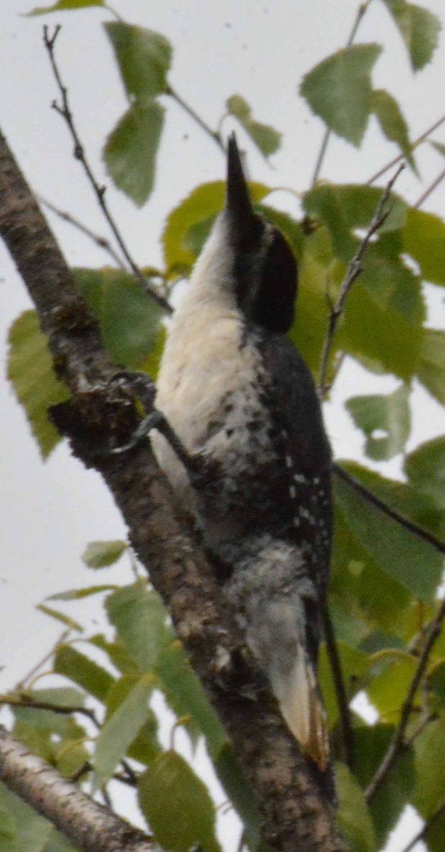 Black-backed Woodpecker - ML467396401