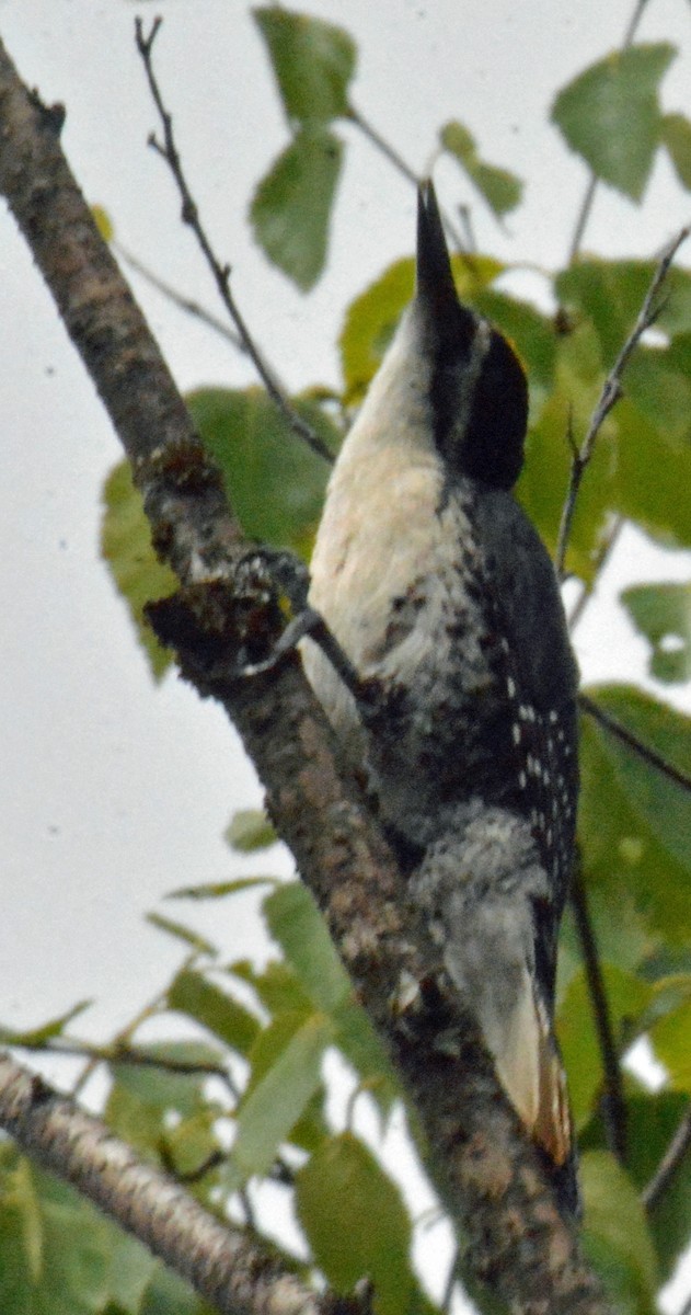 Black-backed Woodpecker - ML467396421