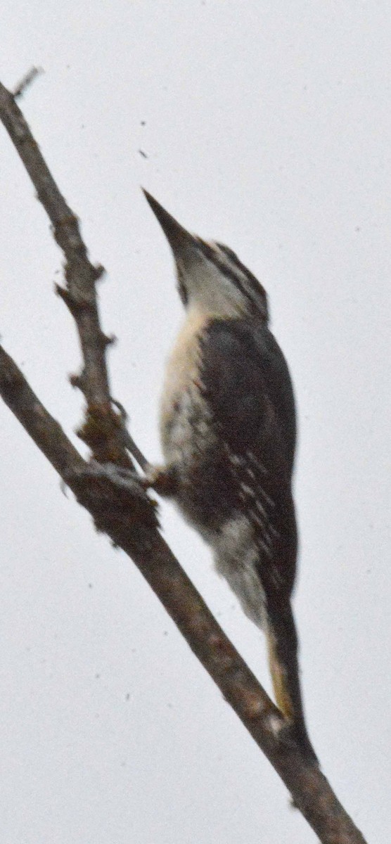 Black-backed Woodpecker - ML467396431