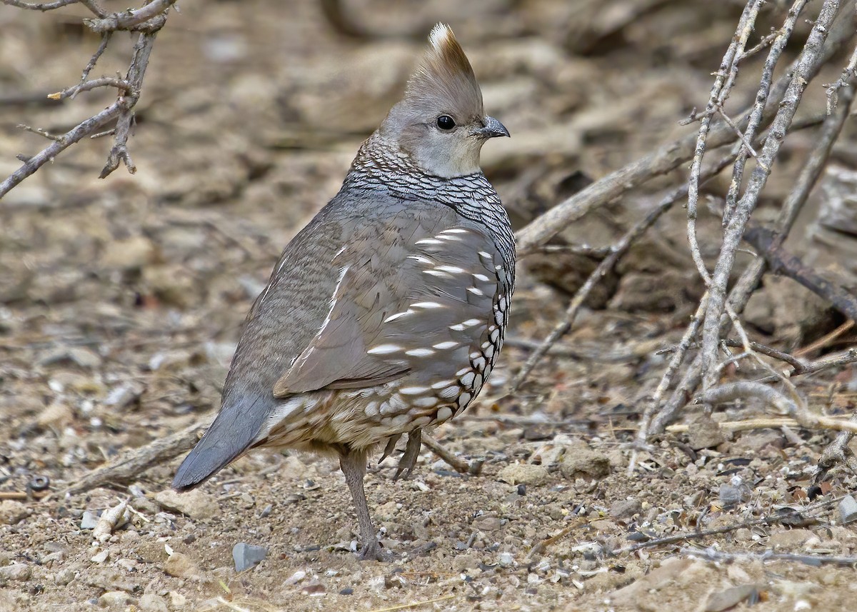Scaled Quail - Mary Clausen
