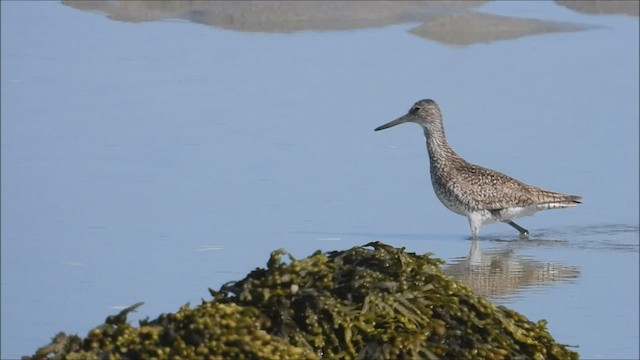 Willet - ML467397511