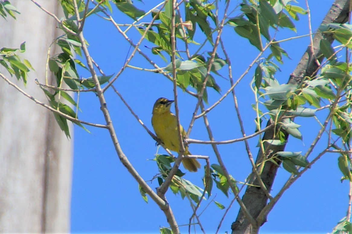 Orchard Oriole - ML467397841