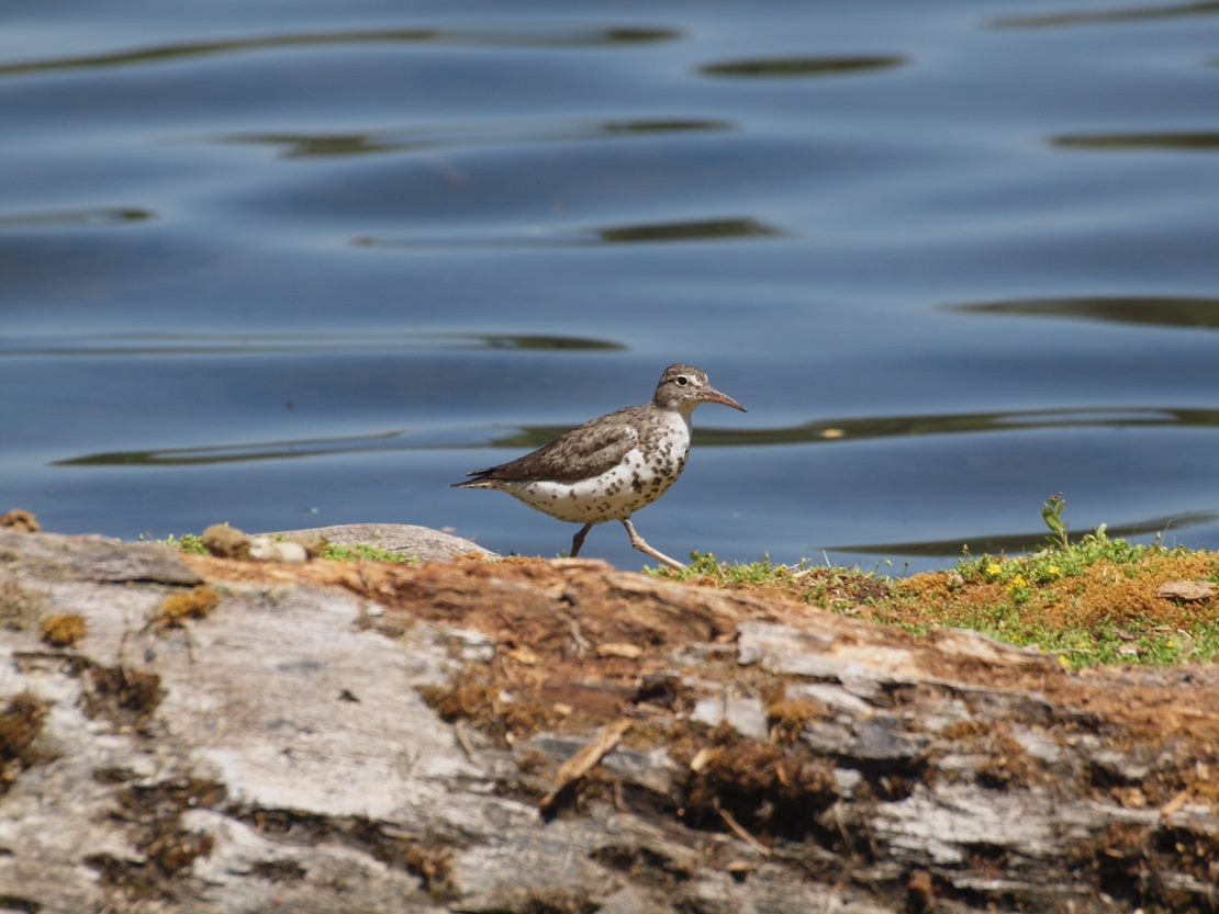 Spotted Sandpiper - Candace Austin