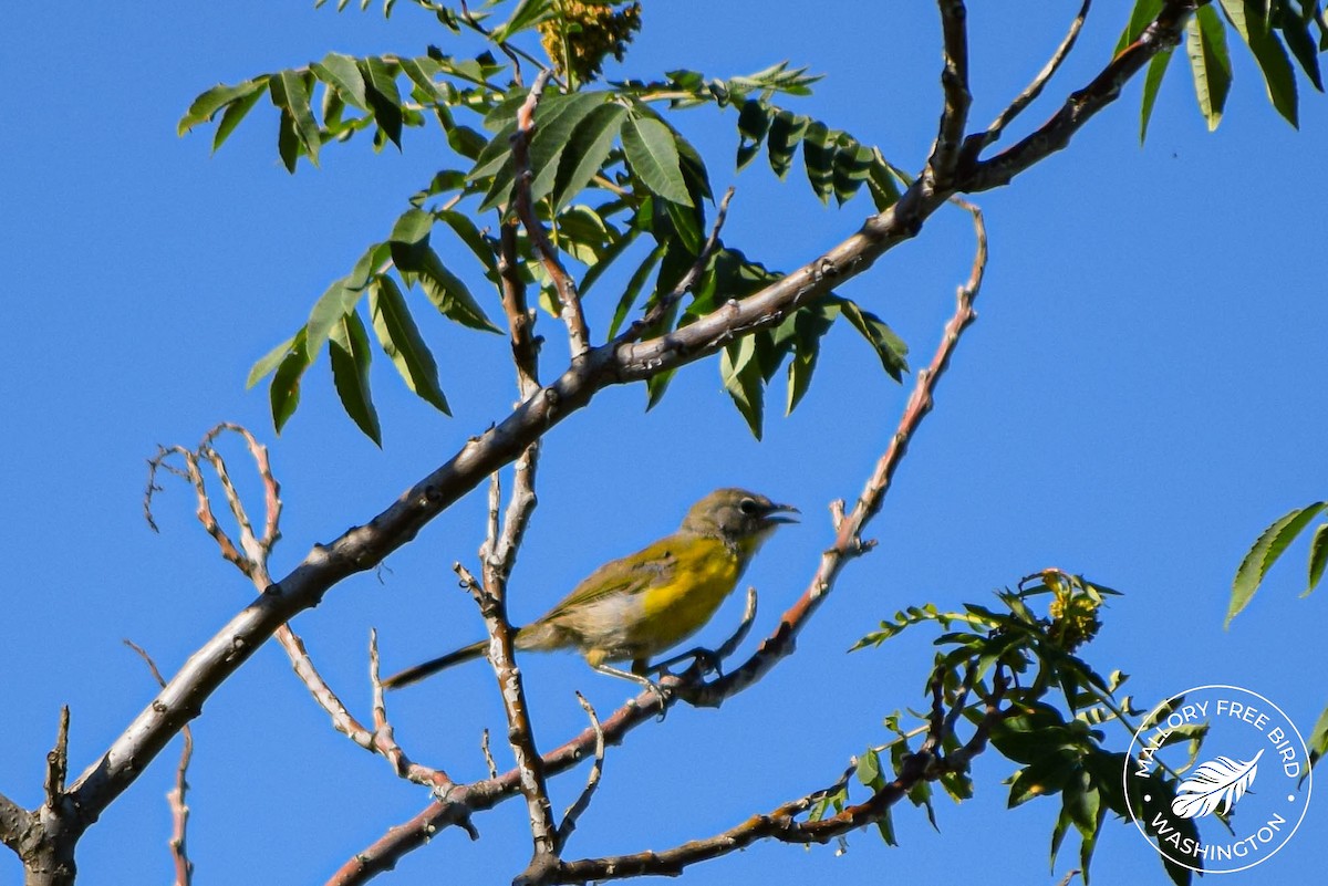 Yellow-breasted Chat - ML467401361