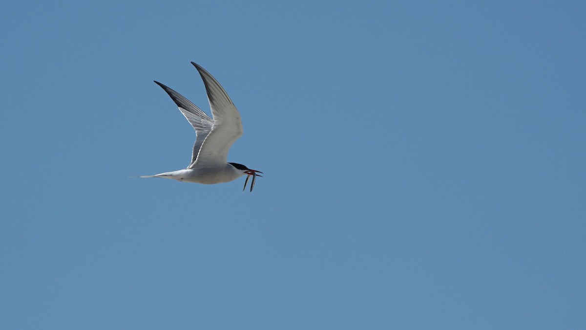 Common Tern - ML467404221